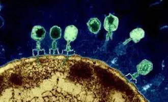 Electron microscopy images of bacteriophage docking on and injecting genetic material into a bacterial host.