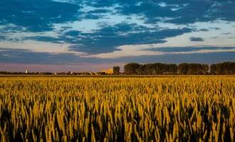 Wheat field at dusk.