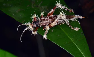 Cordyceps infected insect