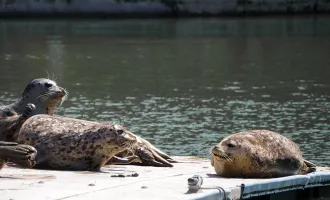 Seals on a dock.