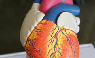 Model of a heart