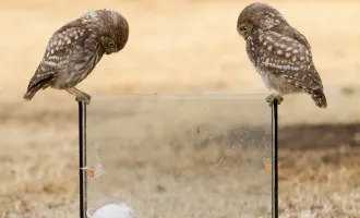 Owls looking at mouse