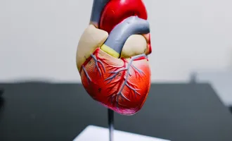 Model of a heart.