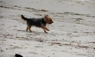Dog on beach