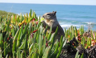 Squirrel eating greens