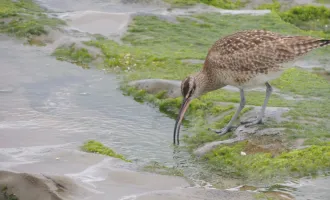 Bird drinking