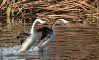 Two Western Grebes perform a courtship display.