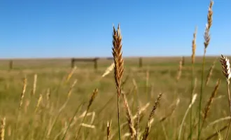 HS_wheat_field
