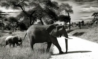 Image of an elephant and baby elephant walking.