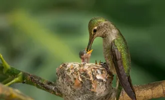 hummingbird-and-its-young