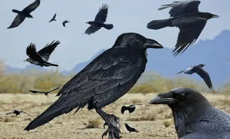 ravens