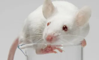 research_mouse