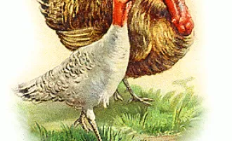 Picture of white and brown turkey