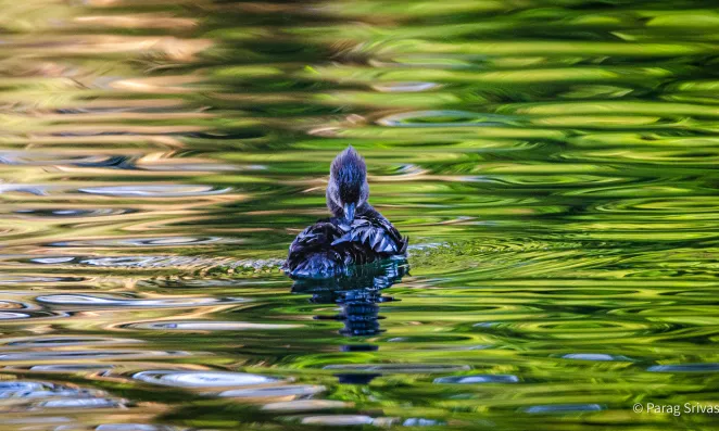 Duck in pond