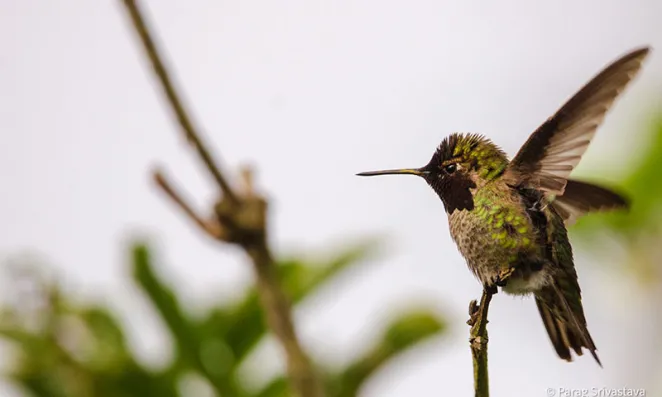 Humming Bird