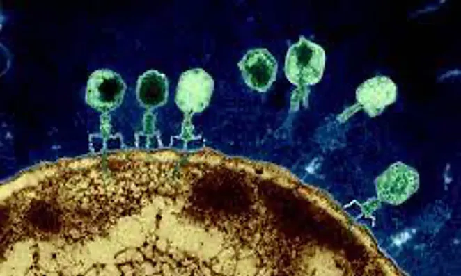 Electron microscopy images of bacteriophage docking on and injecting genetic material into a bacterial host.