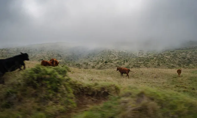 Cows in a field.