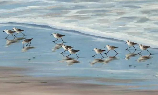 Sandpipers