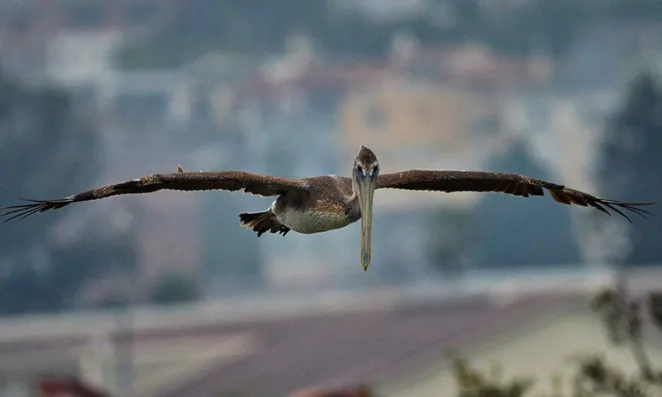 Pelican in flight