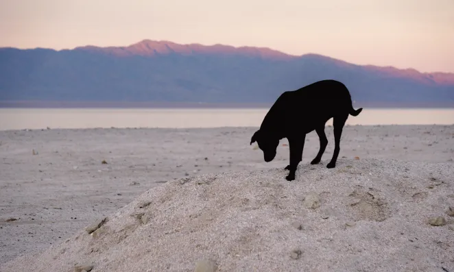 Black dog on salty ground.