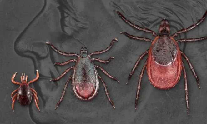 Lyme ticks.