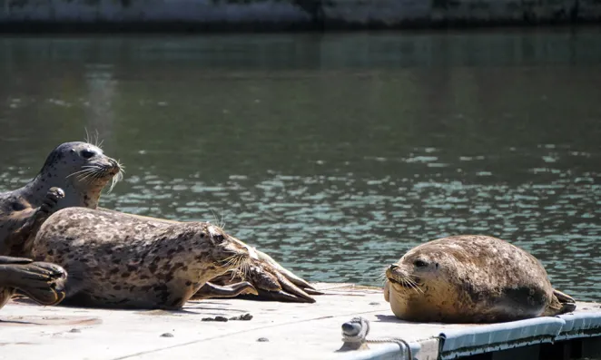 Seals on a dock.