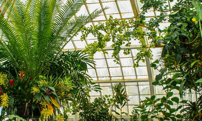 Conservatory in Golden Gate Park.