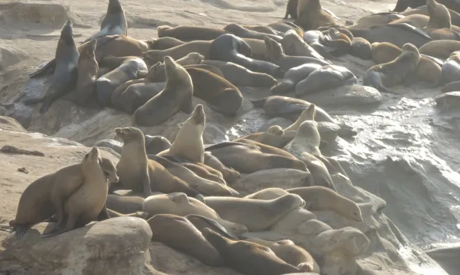 Sea lions