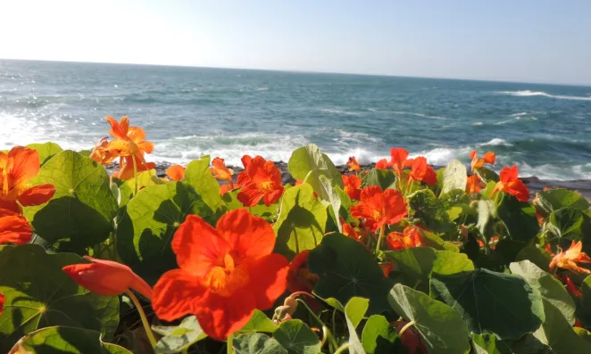 Orange Flowers