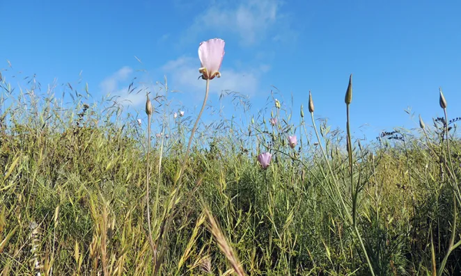 Field of flowers