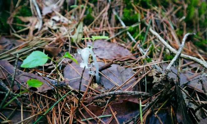 A forest floor