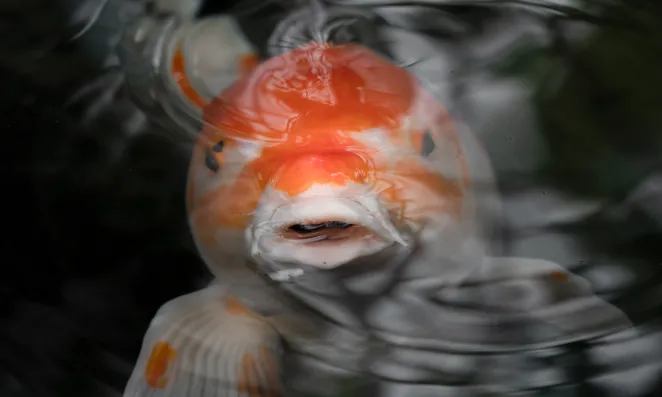 koi fish