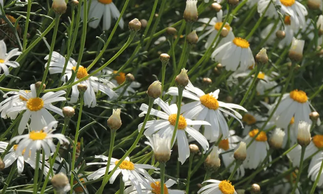 Field of daisies