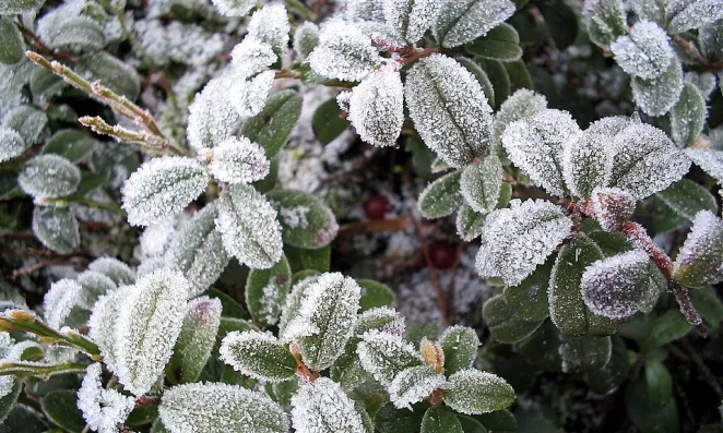 Frosty plants