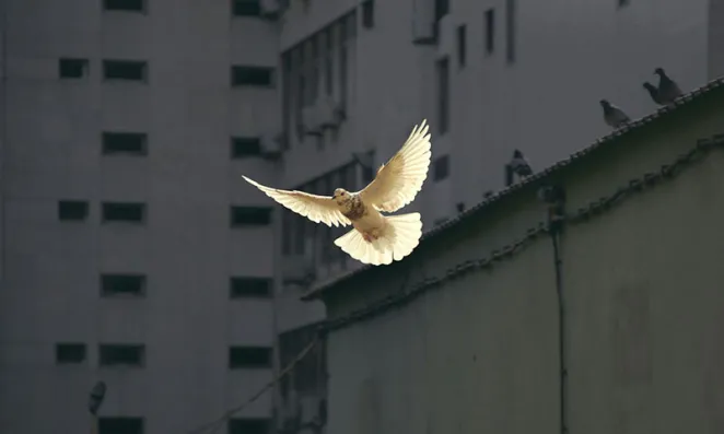 Dove of peace