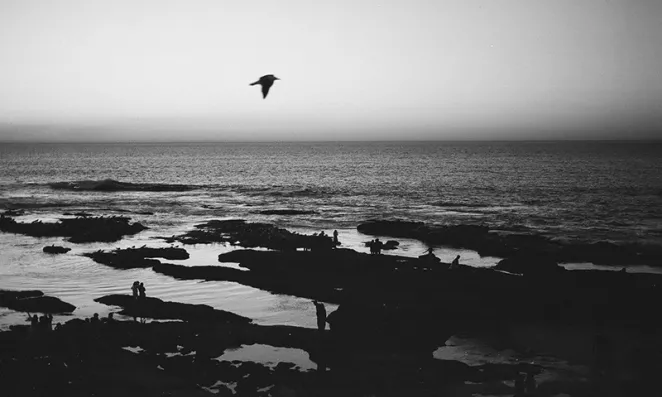 Bird flying over water.