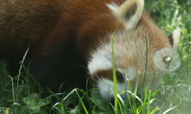 Red Panda