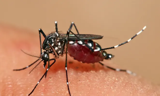 The mosquito Aedes aegypti feeding on a human host.