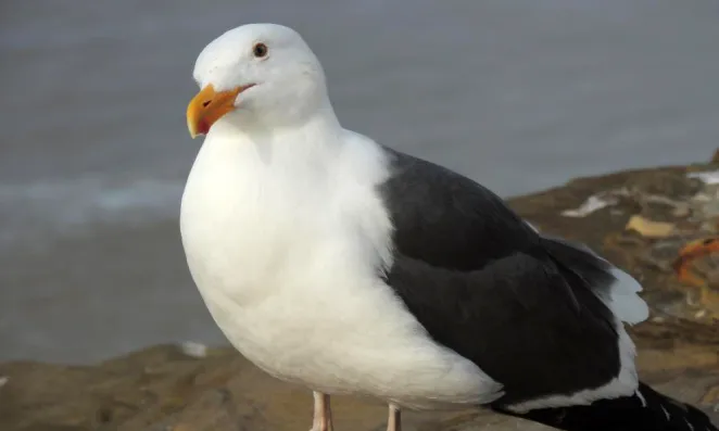 Seagull