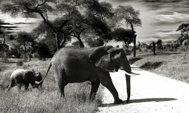 Image of an elephant and baby elephant walking.