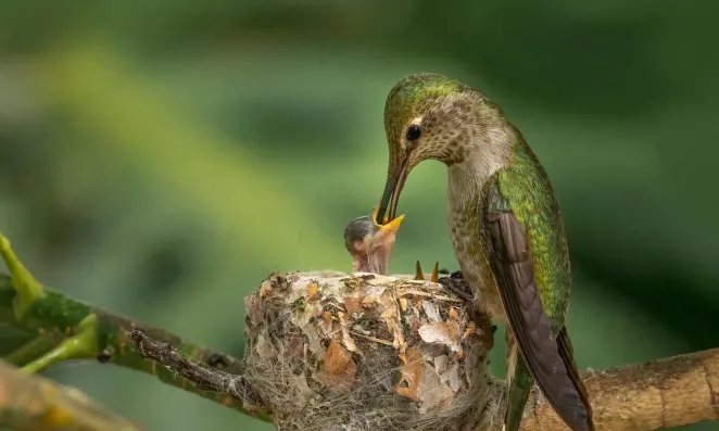 hummingbird-and-its-young