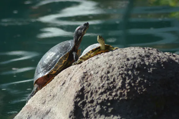 Turtles on a rock by water