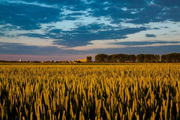 Wheat field at dusk.