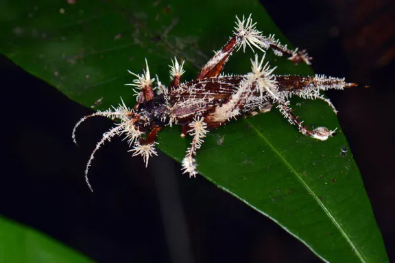 Cordyceps infected insect