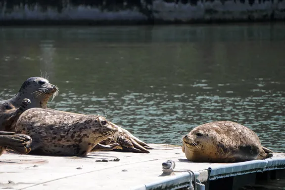 Seals on a dock.