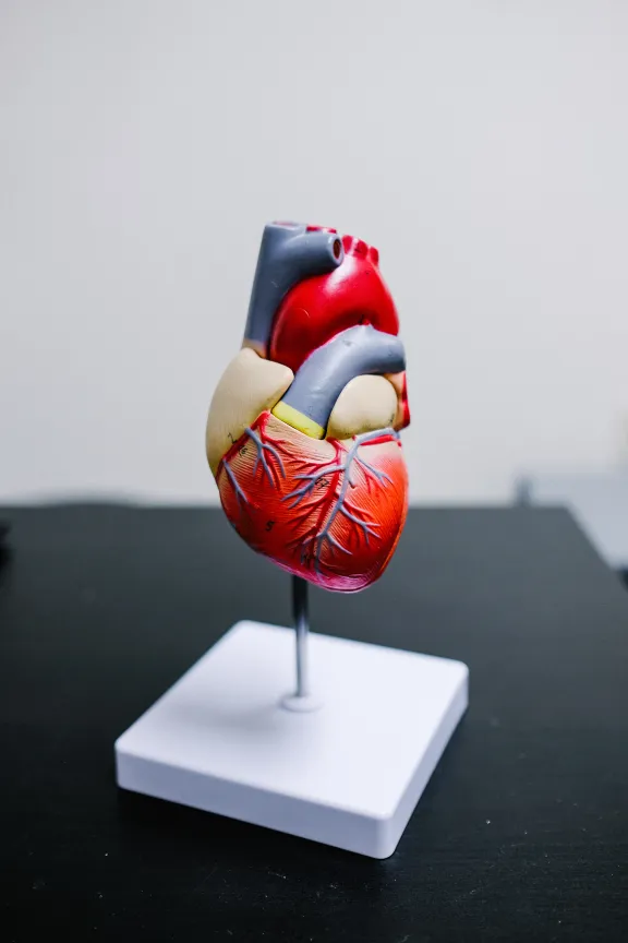Model of a heart.