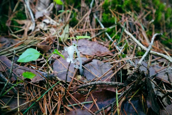A forest floor