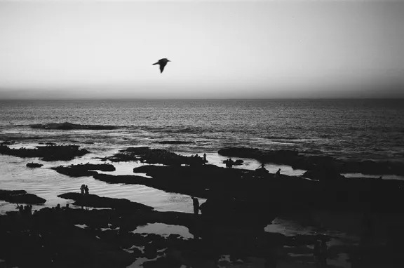 Bird flying over water.