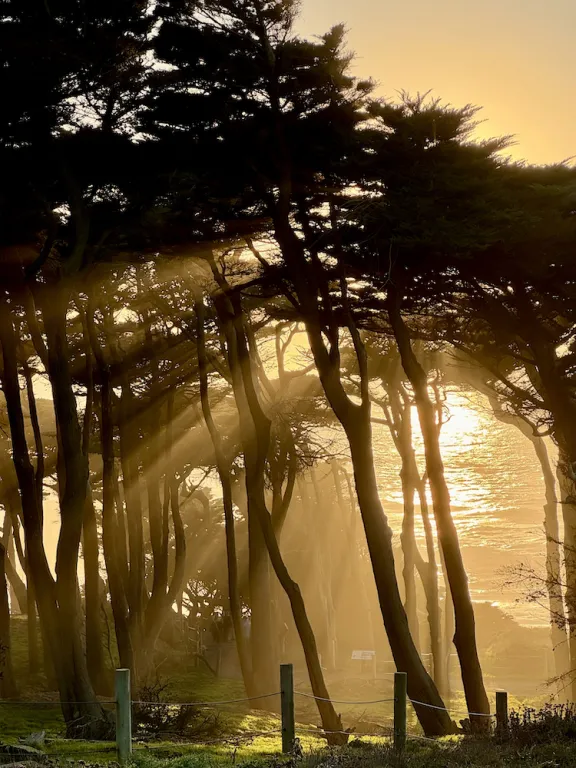 Sunlight through trees.