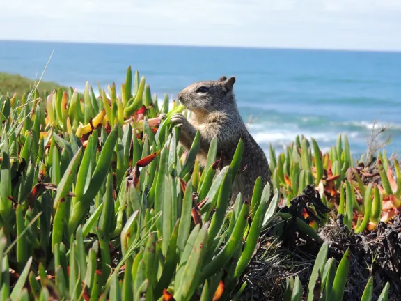 Squirrel eating greens